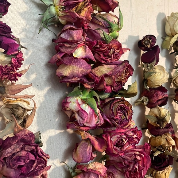 Dried 🥀 Roses - Picture 5 of 9
